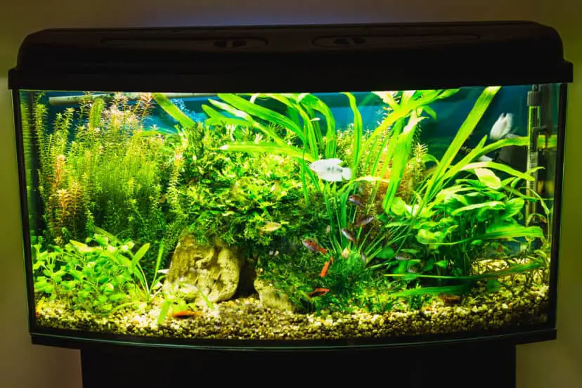 Aquarium Beleuchtung / Lichtbedarf berechnen